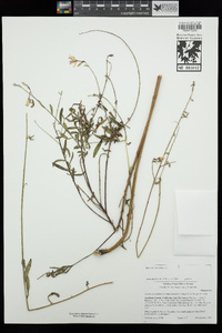 Oenothera lindheimeri image