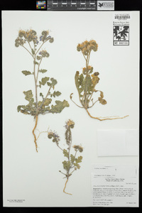 Phacelia crenulata var. ambigua image