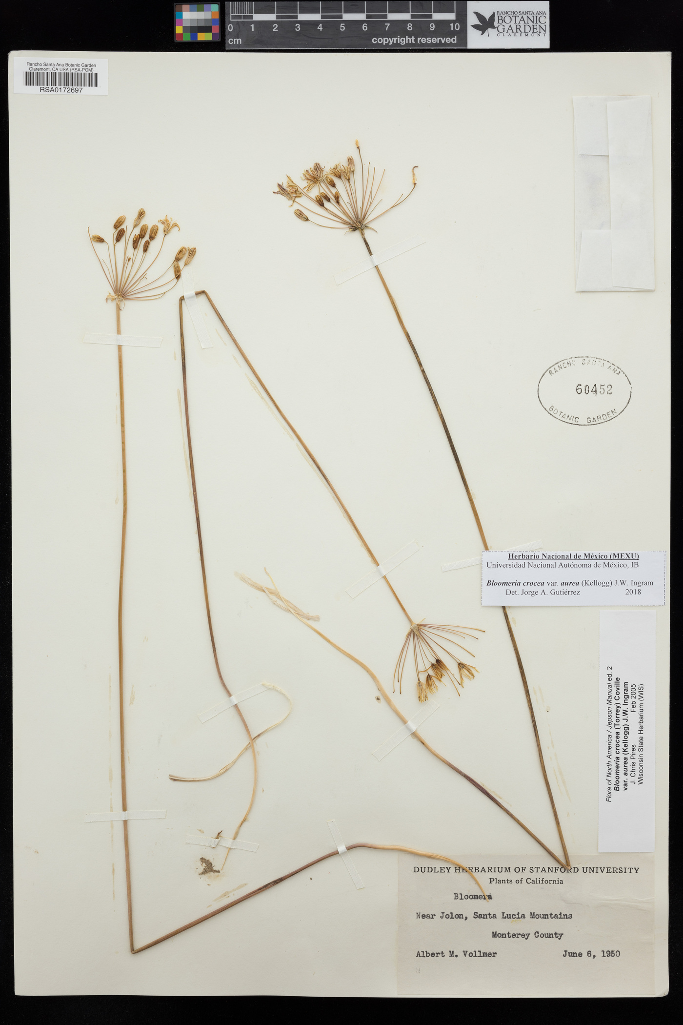 Bloomeria crocea var. aurea image
