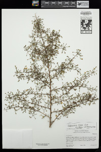 Stephanomeria exigua image