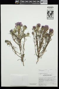 Castilleja exserta subsp. exserta image