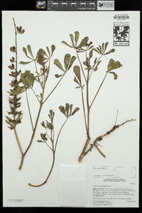 Lupinus succulentus image