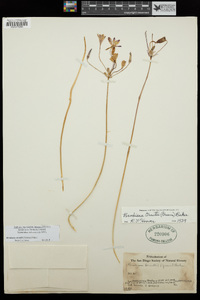 Brodiaea orcuttii image