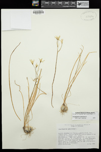 Ornithogalum umbellatum image