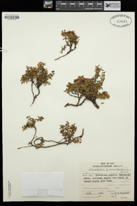 Kalmia procumbens image