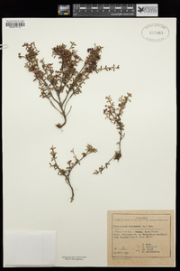 Kalmia procumbens image