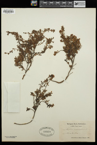 Kalmia procumbens image