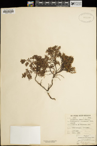 Kalmia procumbens image