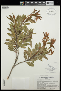 Lyonia ferruginea image