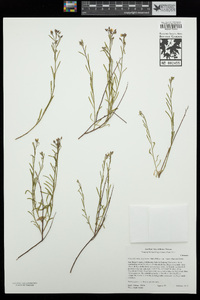 Crocanthemum scoparium image