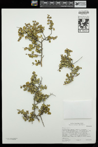 Rhamnus crocea image