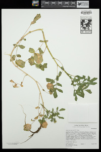 Nasturtium officinale image