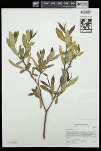 Salix laevigata image