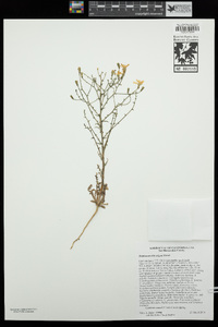 Stephanomeria exigua image