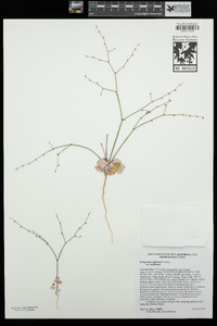 Eriogonum deflexum image