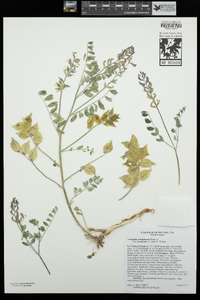 Astragalus lentiginosus image