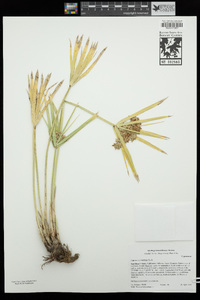 Cyperus involucratus image