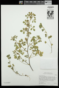 Medicago polymorpha image