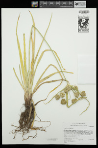 Cyperus eragrostis image