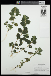 Urtica urens image