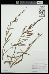 Rumex californicus image