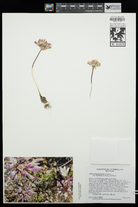 Allium atropurpureum image