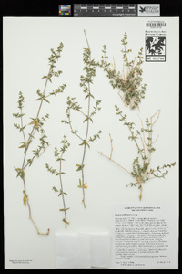 Galium stellatum image