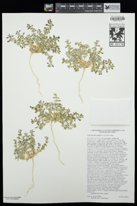 Achyronychia cooperi image