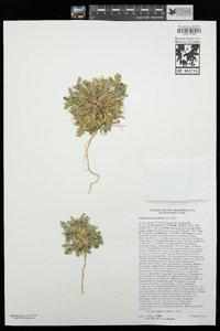 Glyptopleura marginata image