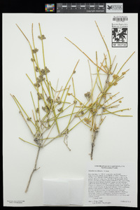 Ephedra nevadensis image