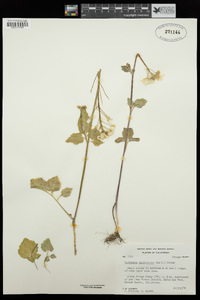 Cardamine californica image