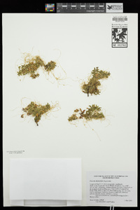 Cuscuta denticulata image