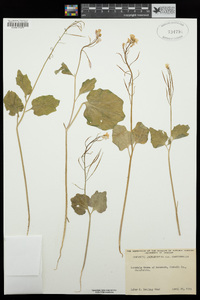 Cardamine californica var. integrifolia image