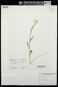 Cardamine californica image