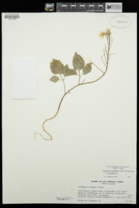 Cardamine californica image