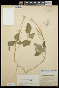 Cardamine californica image