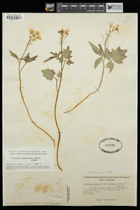 Cardamine californica image