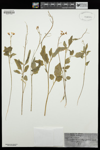 Cardamine californica image