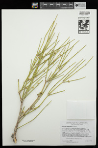 Ephedra californica image