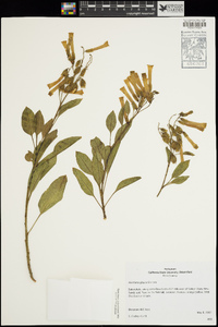 Nicotiana glauca image