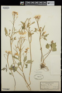 Cardamine californica image