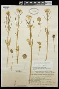 Cardamine californica image