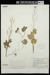 Cardamine californica image