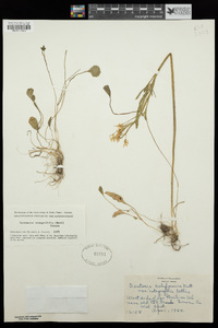 Cardamine californica image