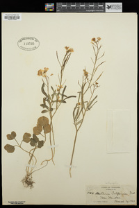 Cardamine californica var. integrifolia image