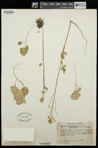 Cardamine californica image