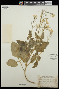 Cardamine californica image