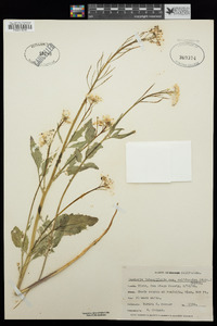 Cardamine californica image