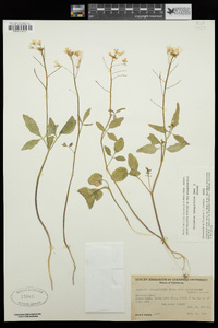 Cardamine californica var. integrifolia image