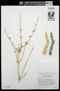 Ephedra funerea image